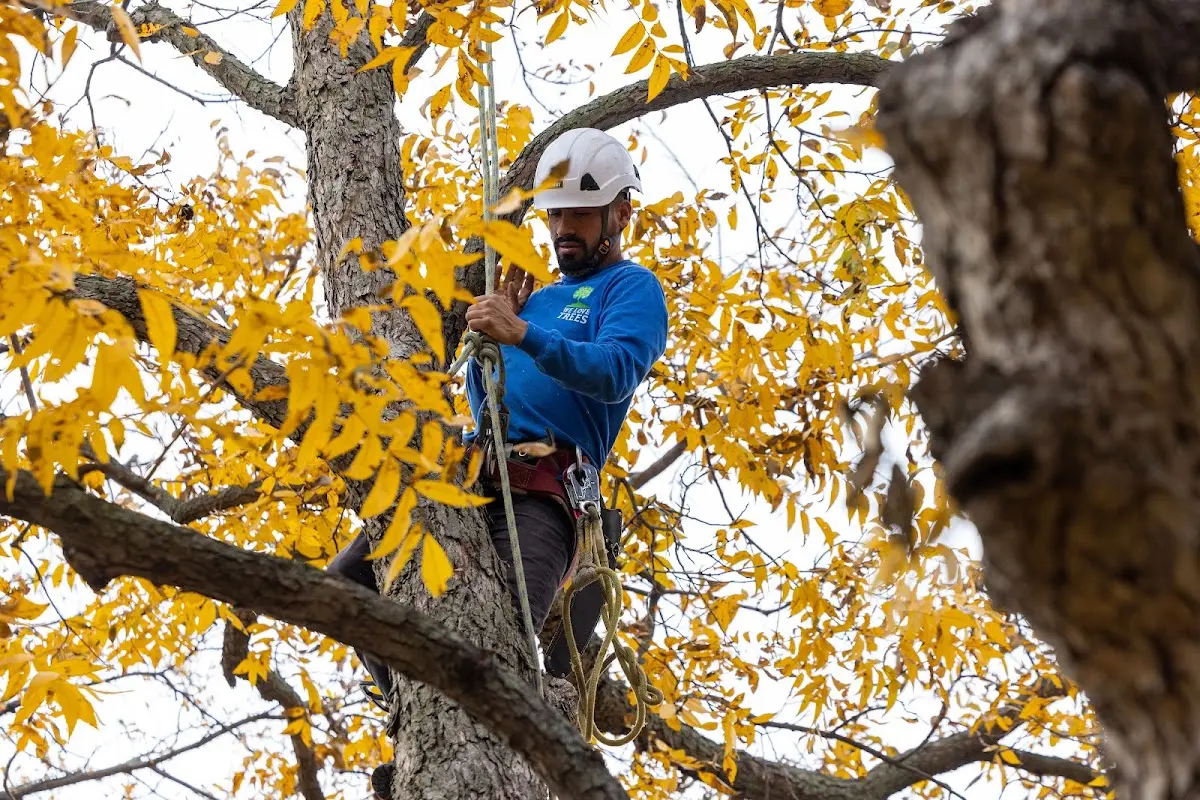 Skilled Tree Pruning crew working in Nekoma